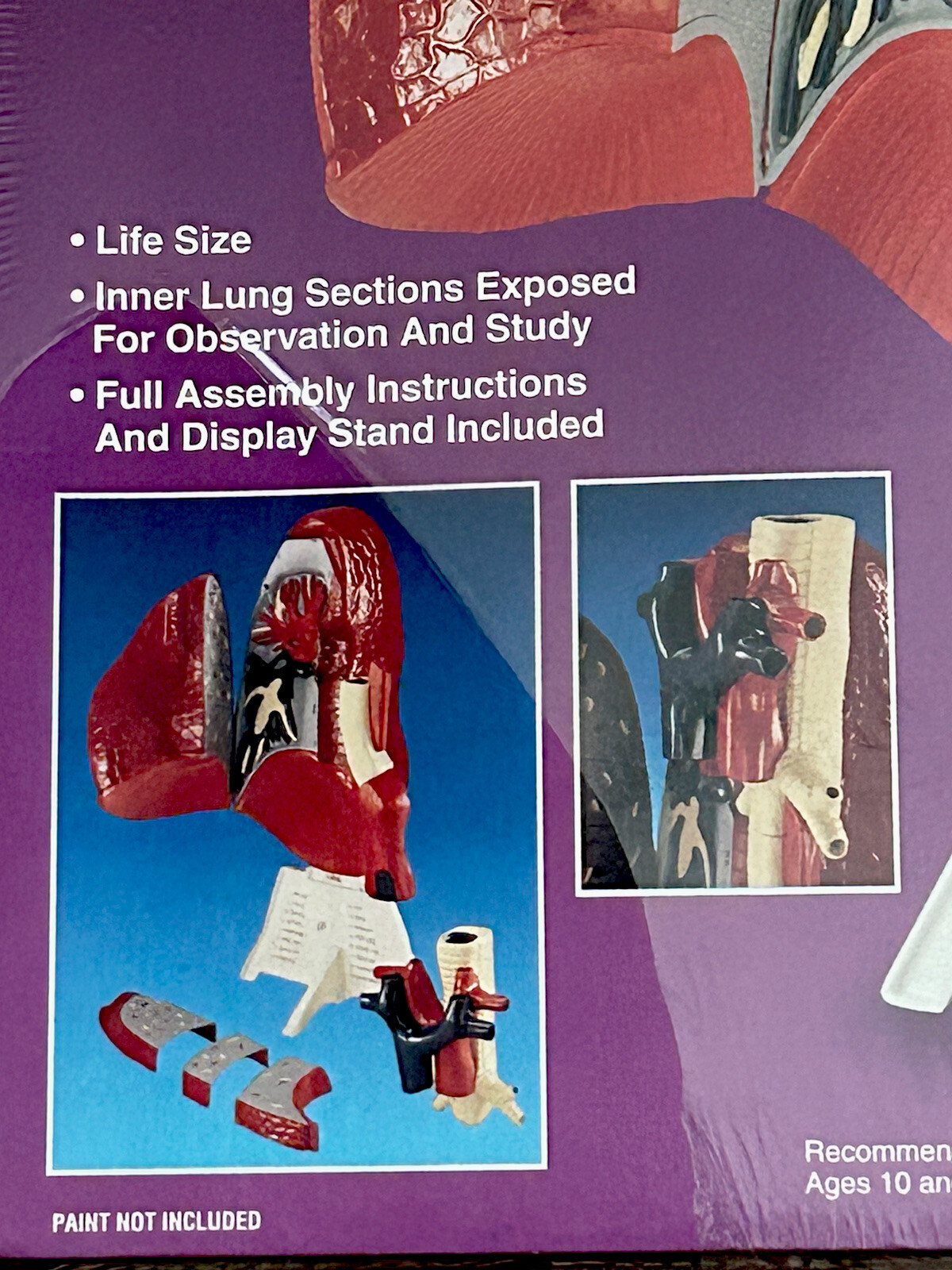 NEW Lindbergh Science Kit Human Body Lung Life Size Anatomically Correct Model