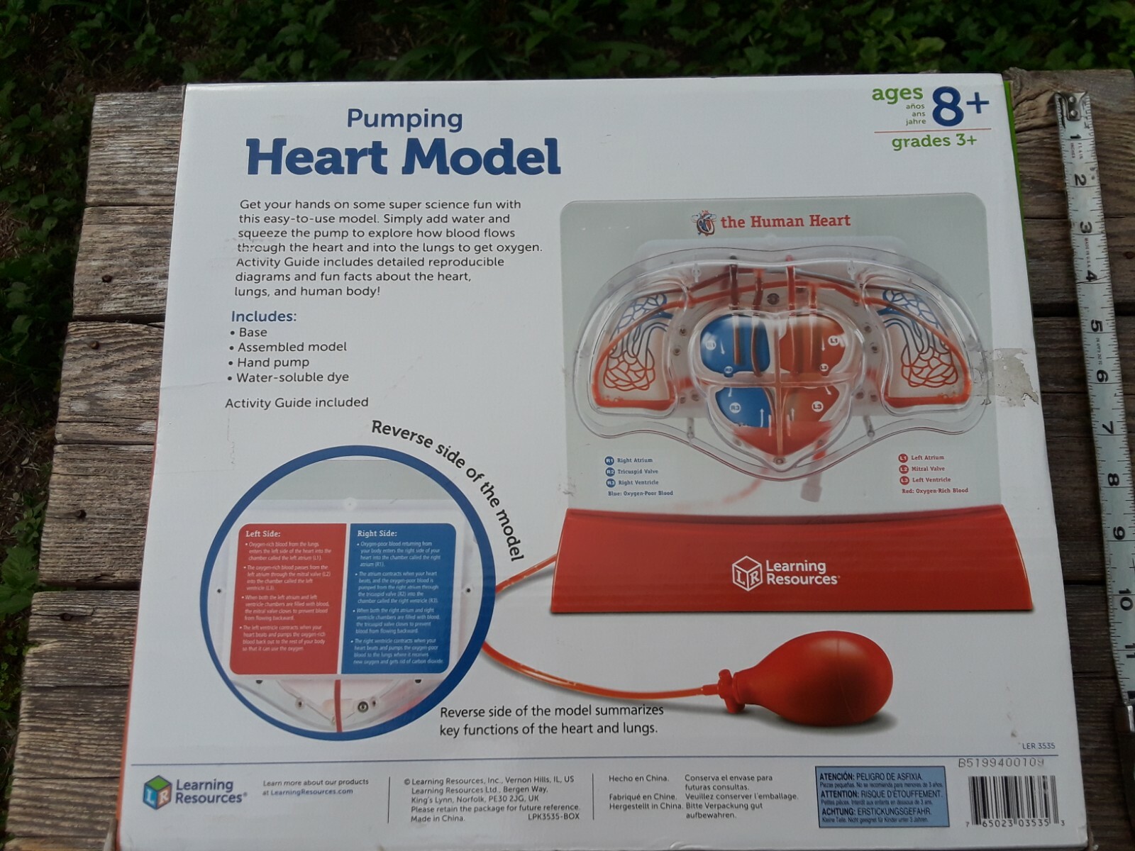 Learning Resources Pumping Heart Model