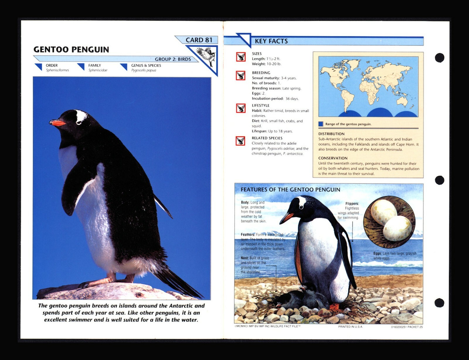 Gentoo Penguin Wild Life Fact File Bird Animal Card Home School Study 2.81