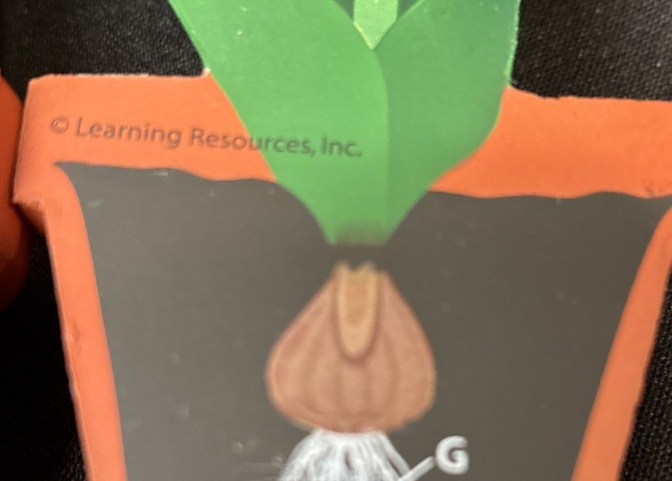 New Learning Resources Cross-Section Flower Model designed for biology education