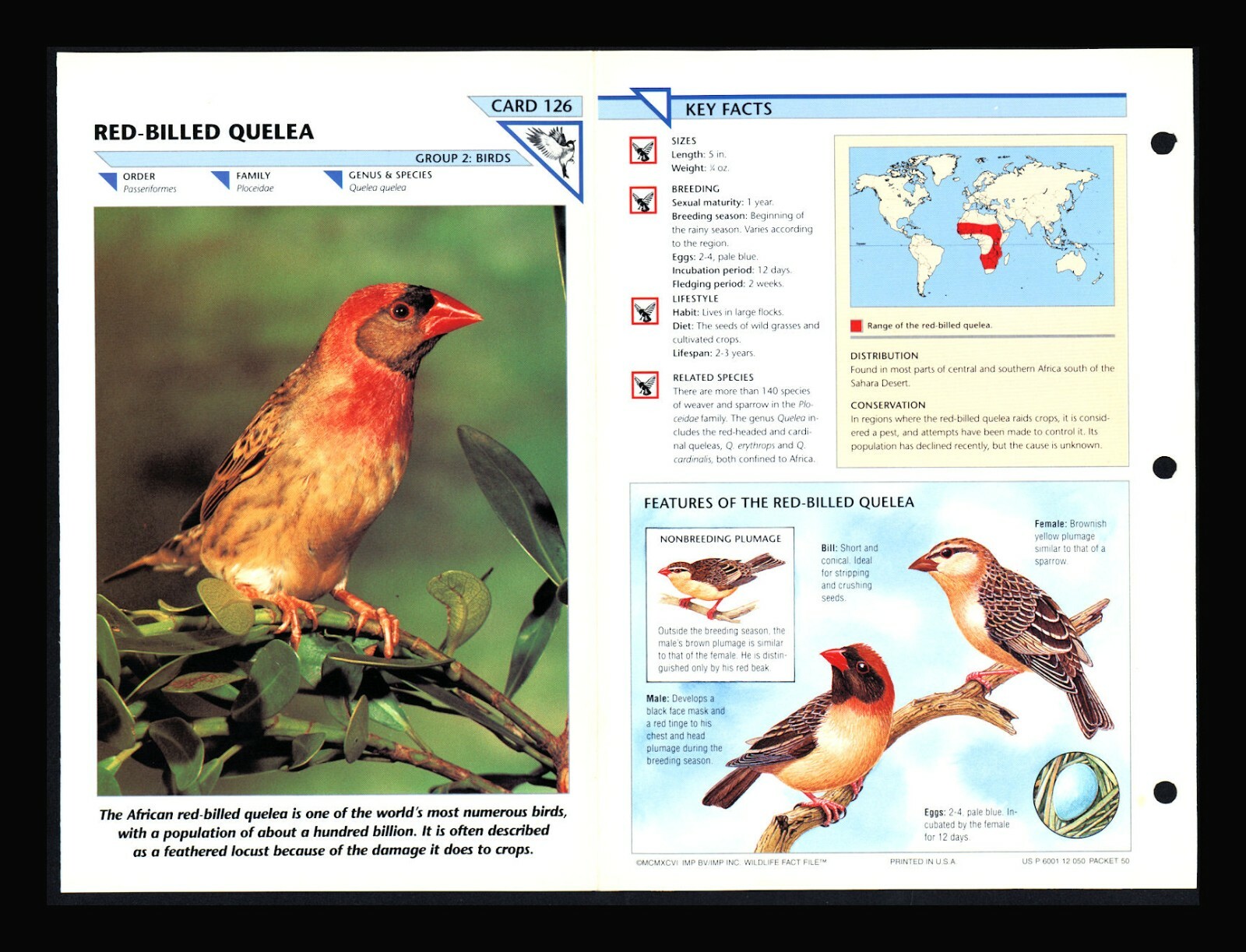 Red-Billed Quelea Wild Life Fact File Bird Animal Card Home School Study 2.126