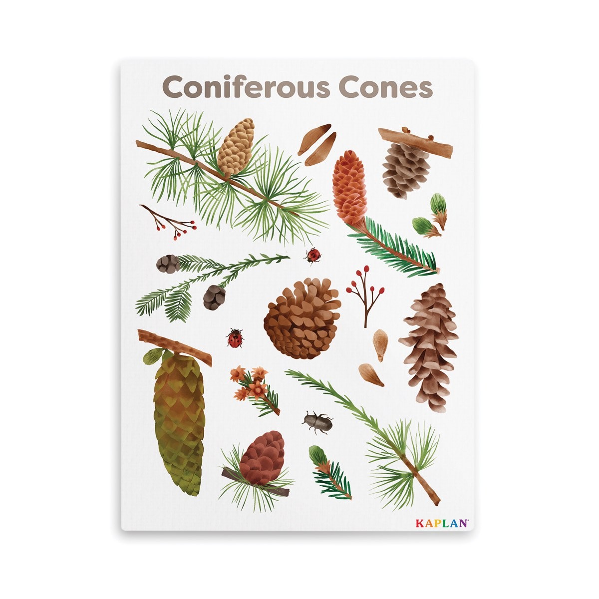 Kaplan Early Learning Coniferous Cones Giclee 18″ x 24″ Wall Print