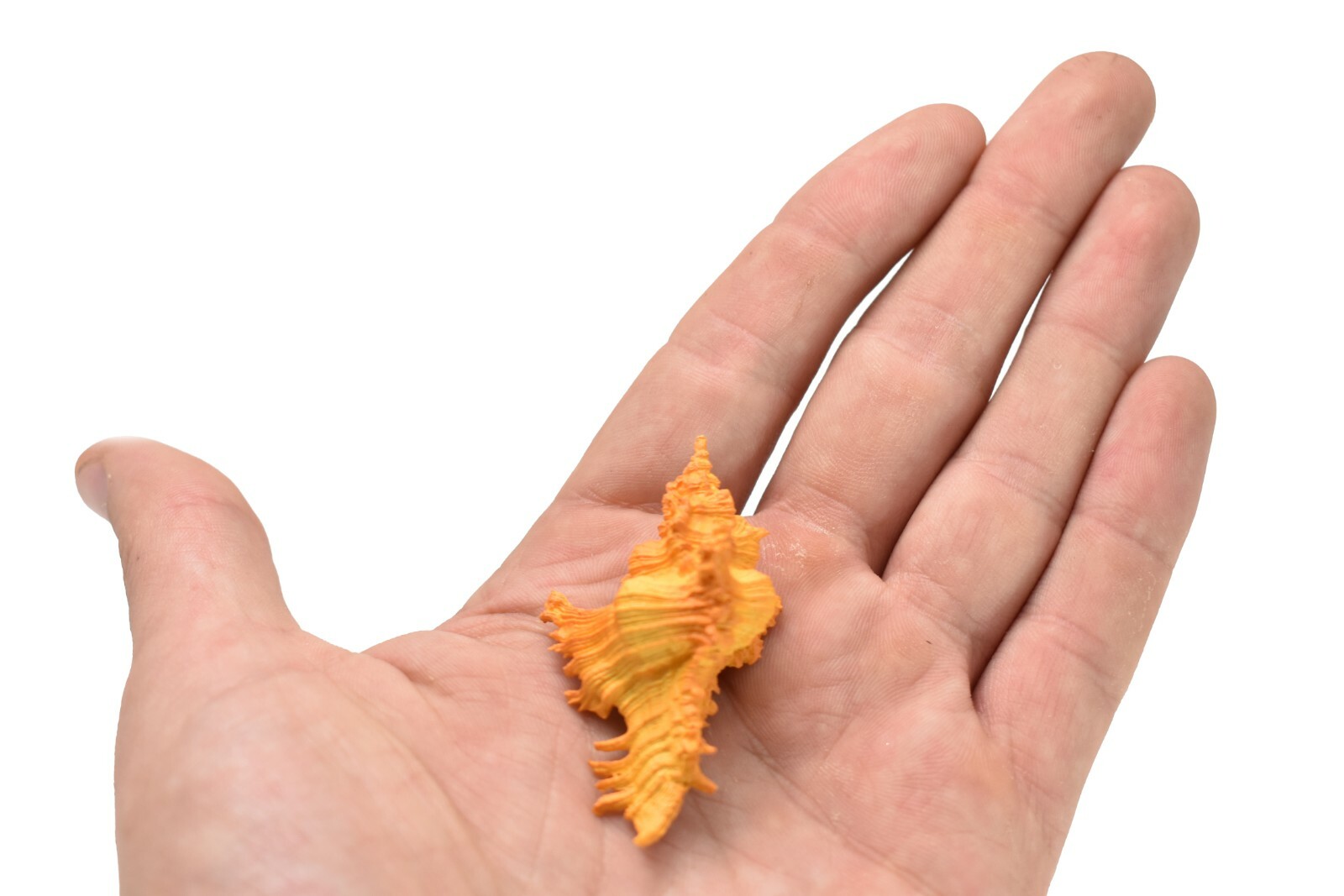 Murex Shell, Sea Snell, Pantone Color, Ocean, Sea Life, Toy, 2″ F4114 B96