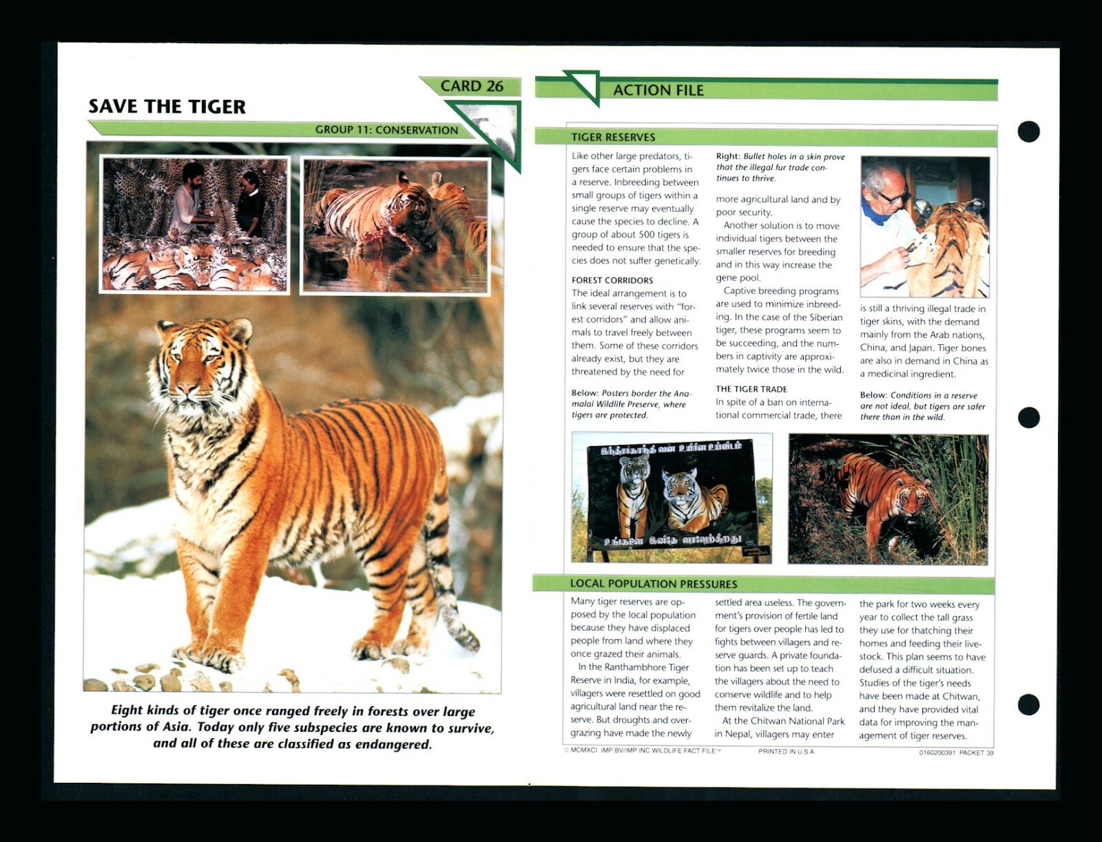 Save the Tigers Wildlife Fact File Card Conservation Home School 11.26