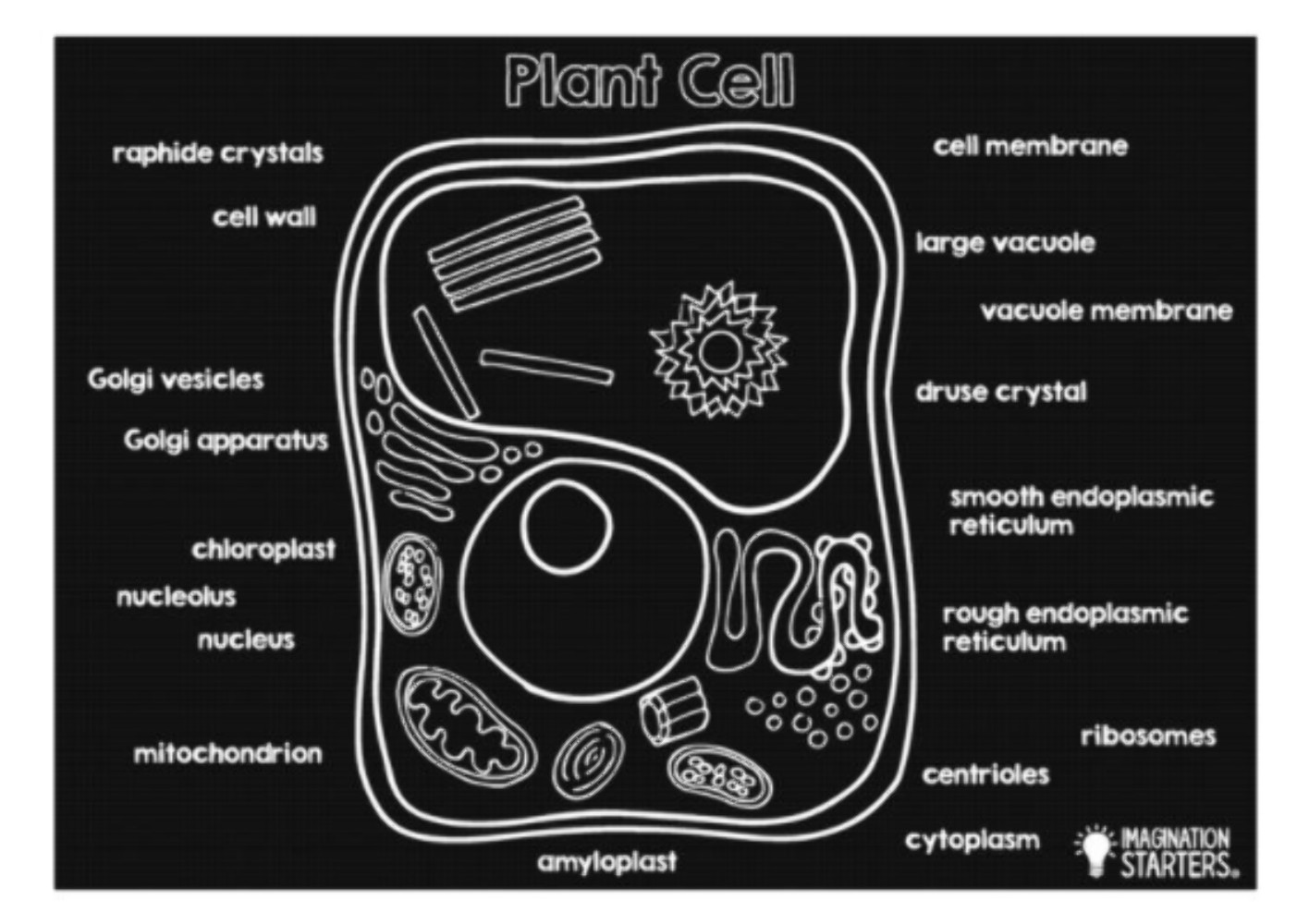 Imagination Starters Plant Cell Chalkboard Placemat 12×17