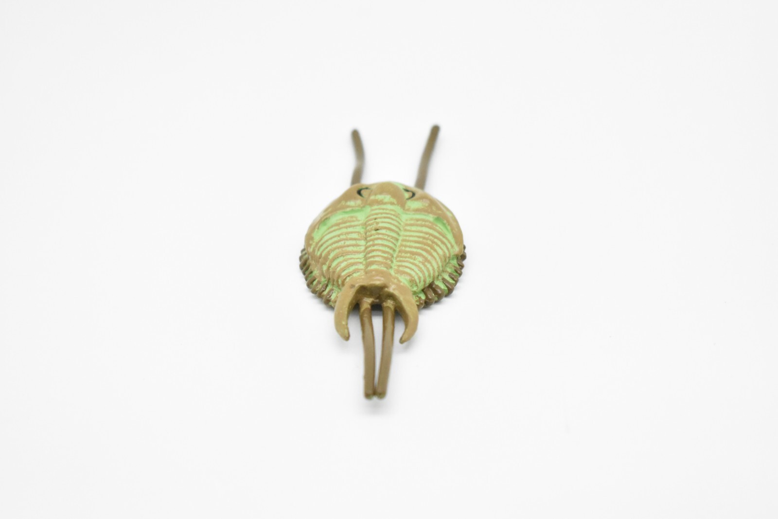 Tricrepicephalus, Trilobites, Fossil Toy Cambrian Sea Animal, Realistic Model