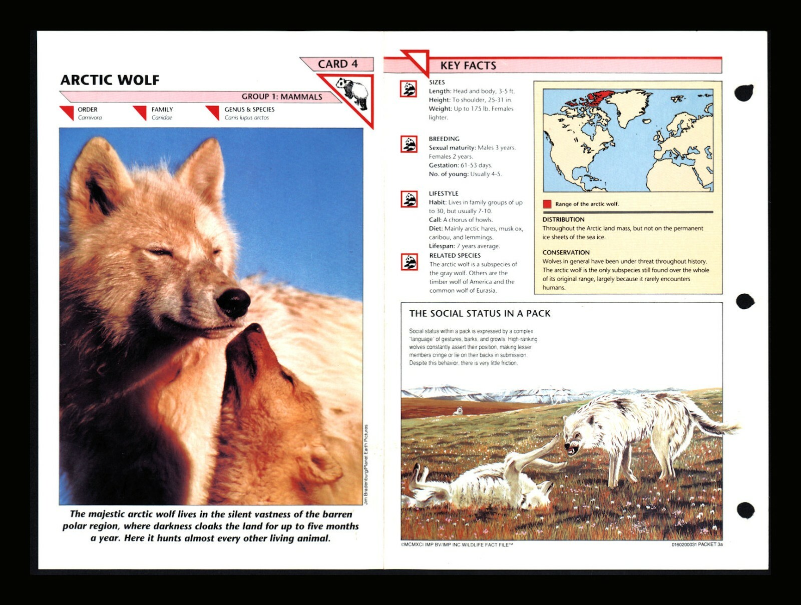 Arctic Wolf Wildlife Fact File Mammals Animal Card Home School Study 1.4
