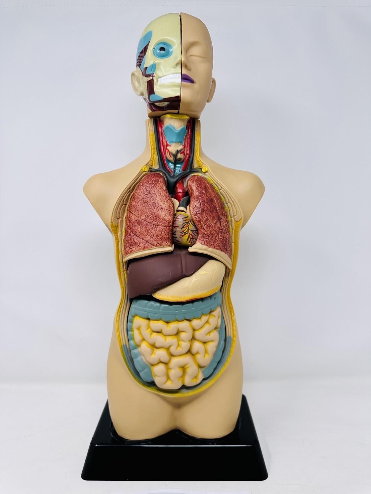 EDU-TOYS Human Torso Anatomically Accurate Model Kit 50cm Educational Complete