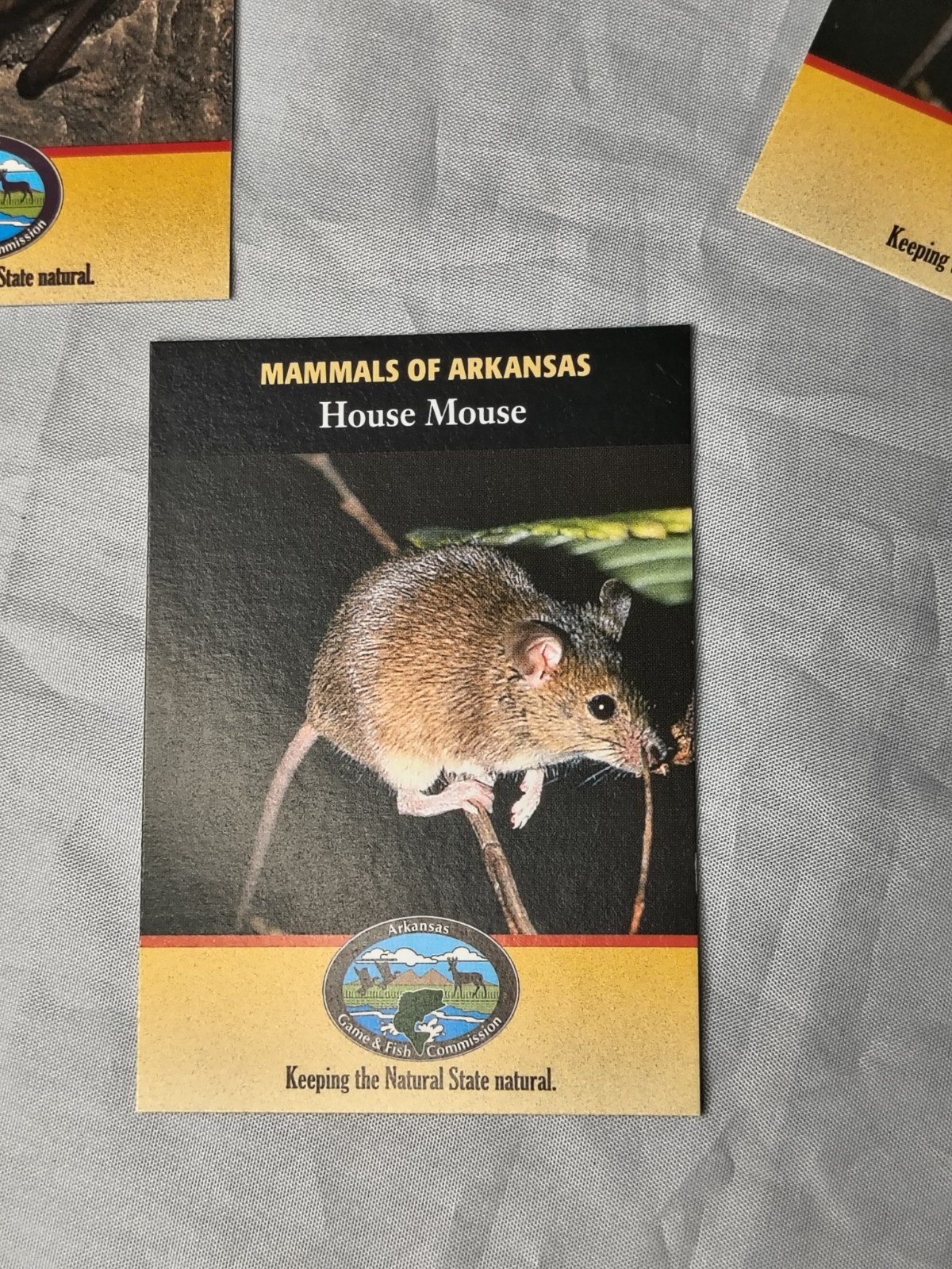 Random Lot Of 26 Cards Of Arkansas Game And Fish Mammal And Fish Informational