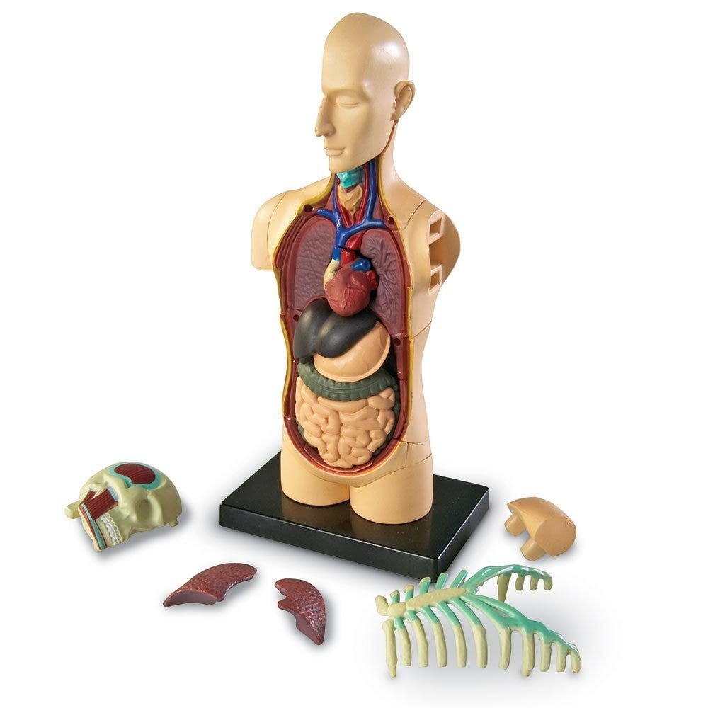 Learning Resources Human Body Model – Children’s 31 Piece Biology Anatomy Kit