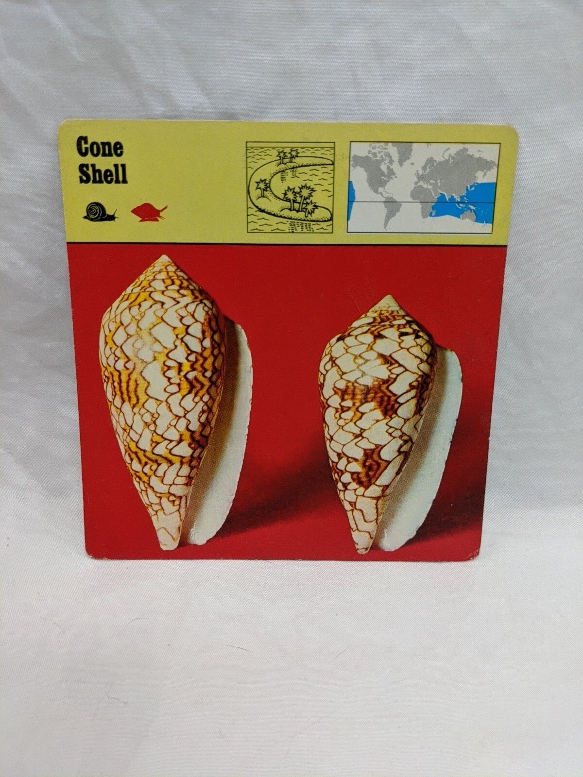 Lot Of (11) 1975 Rencontre Molluscs Education Cards