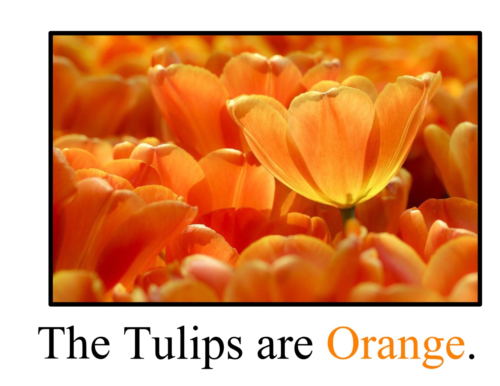 Orange | The Orangest Orange | LEARNING COLORS | Spiral Bound Picture Book