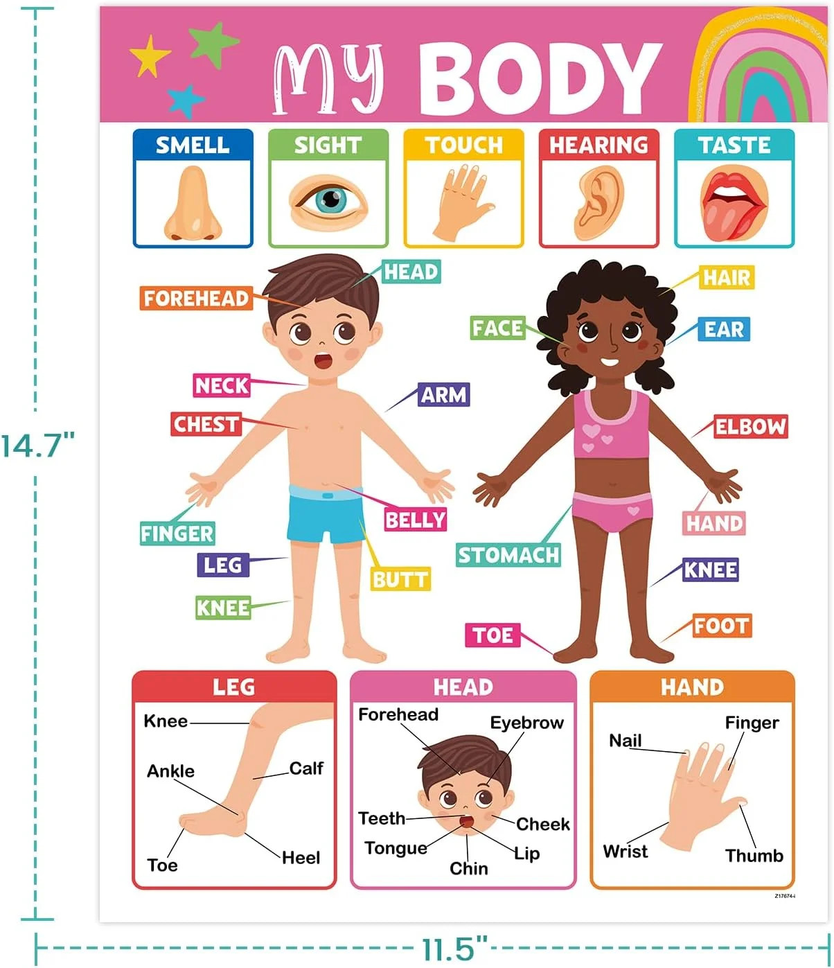 16PCS Classroom Educational Posters – Laminated Educational Posters For Toddlers
