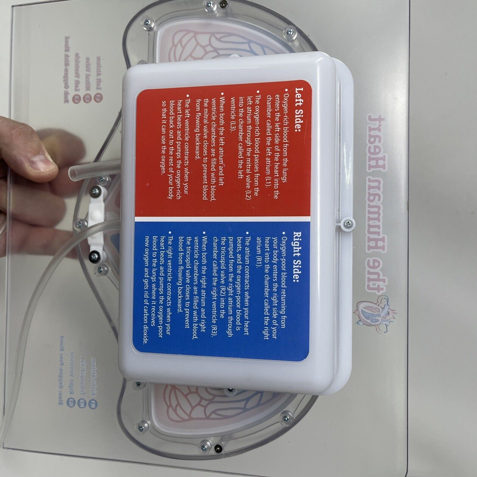 For Parts Learning Resources Teacher Education Biology Pumping Heart NO PUMP