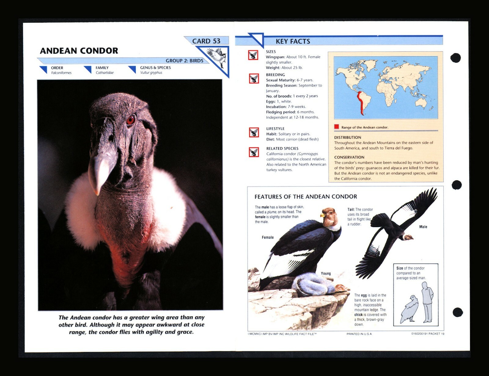 Andean Condor Wild Life Fact File Bird Animal Card Home School Study 2.53
