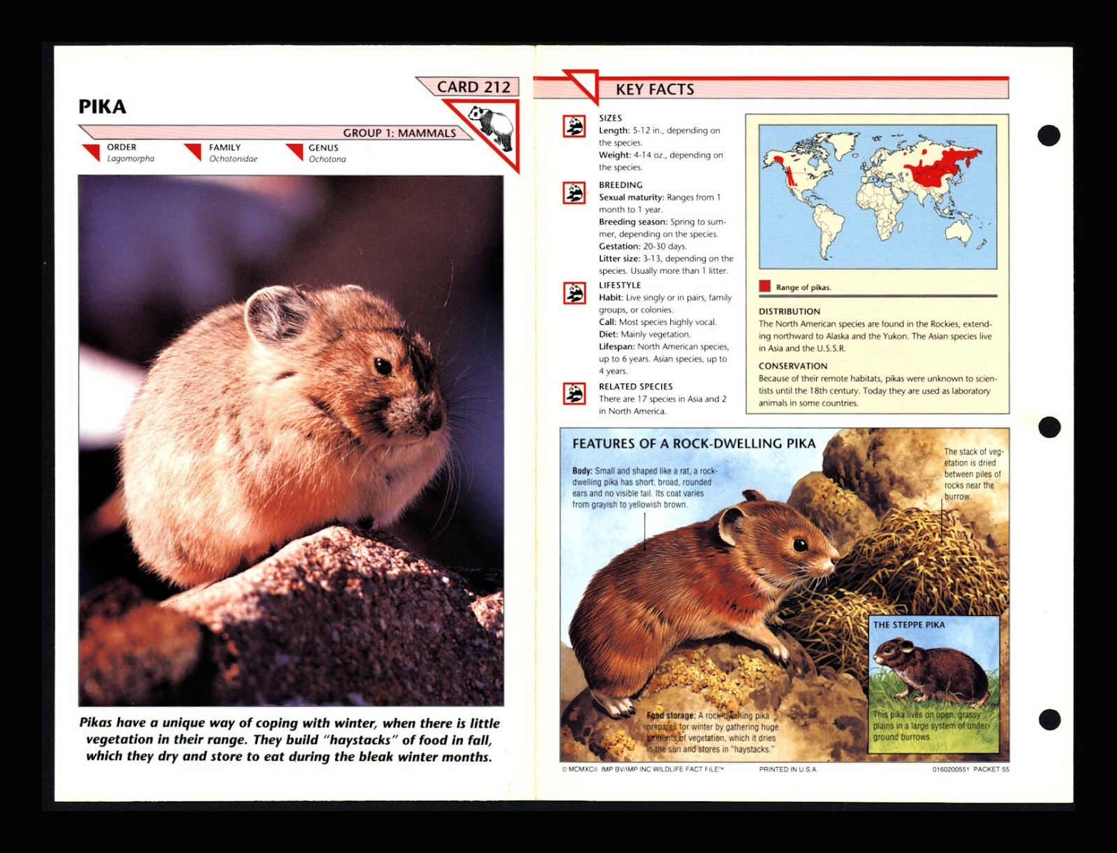 Pika Wildlife Fact File Mammal Animal Card Home School Study 1.212