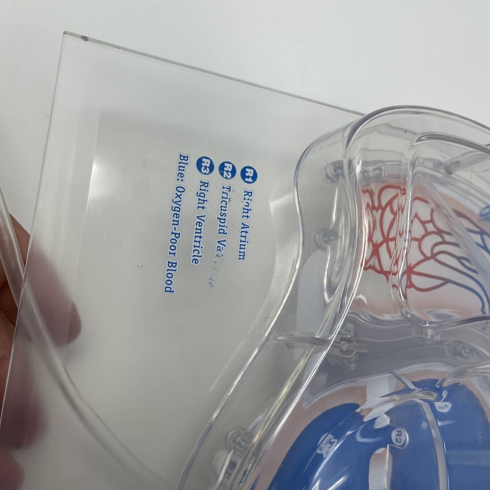 For Parts Learning Resources Teacher Education Biology Pumping Heart NO PUMP