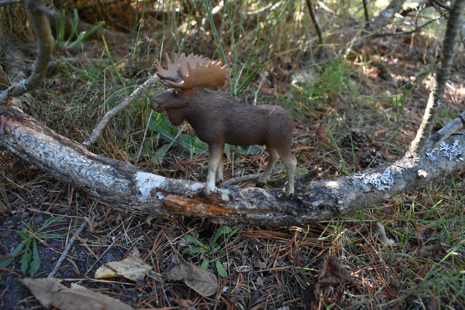 Moose Bull Toy Model Plastic Replica Forest Animal, Kids Educational 5″ F349