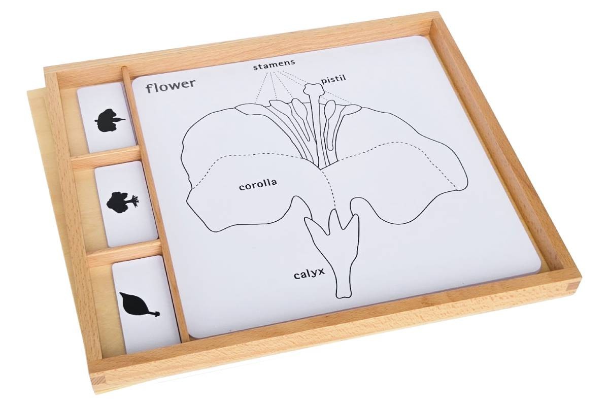 Botany Puzzle Activity Set – MONTESSORI BIOLOGY / BOTANY MATERIALS