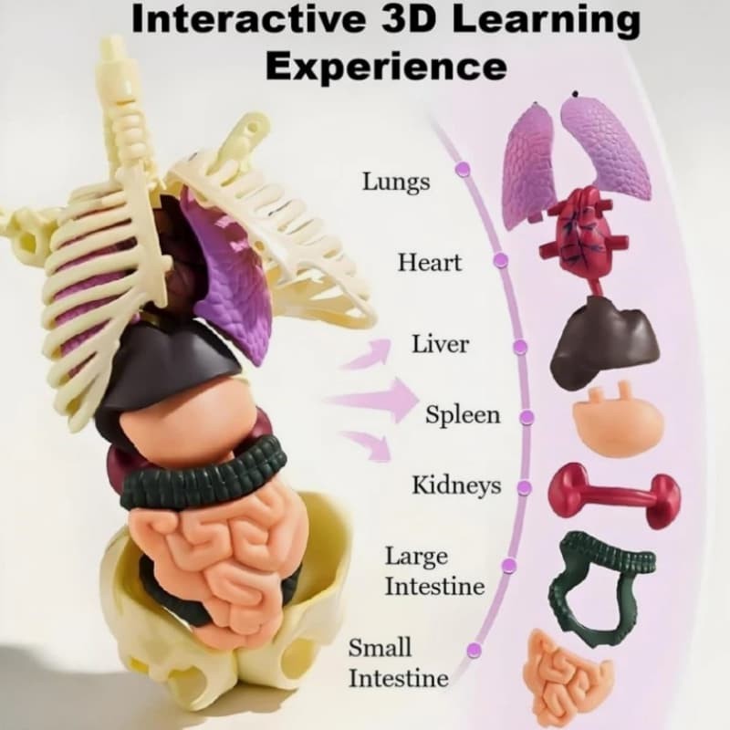Kits 3D Bones Torso Skeleton Model Human Body Structure Model Removable Organs
