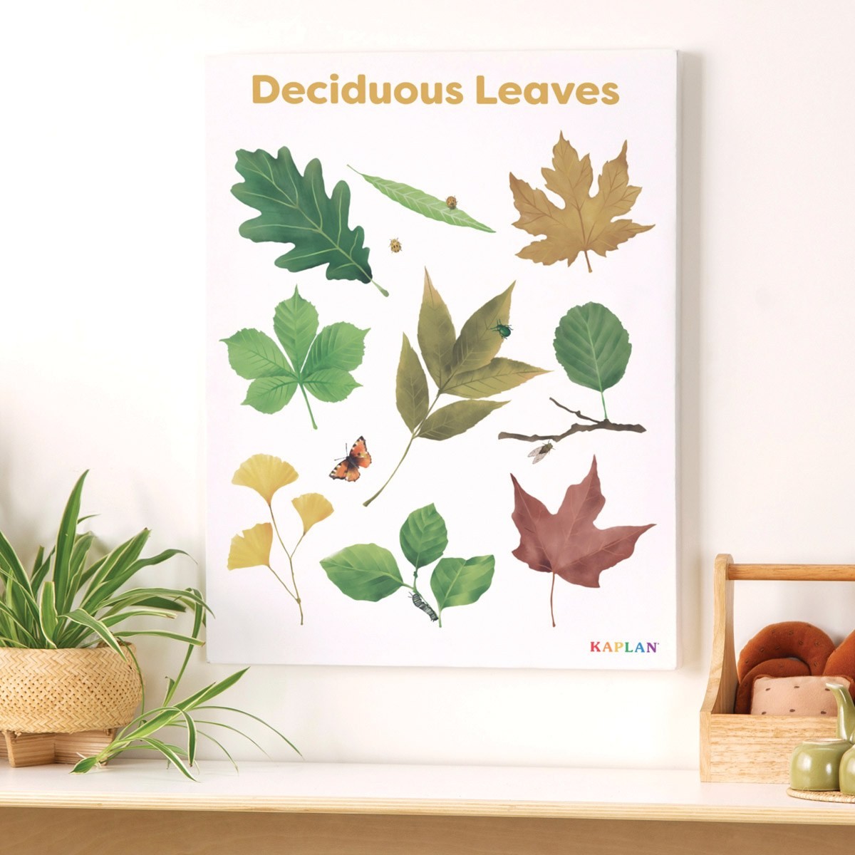 Kaplan Early Learning Deciduous Leaves Giclee 18″ x 24″ Wall Print