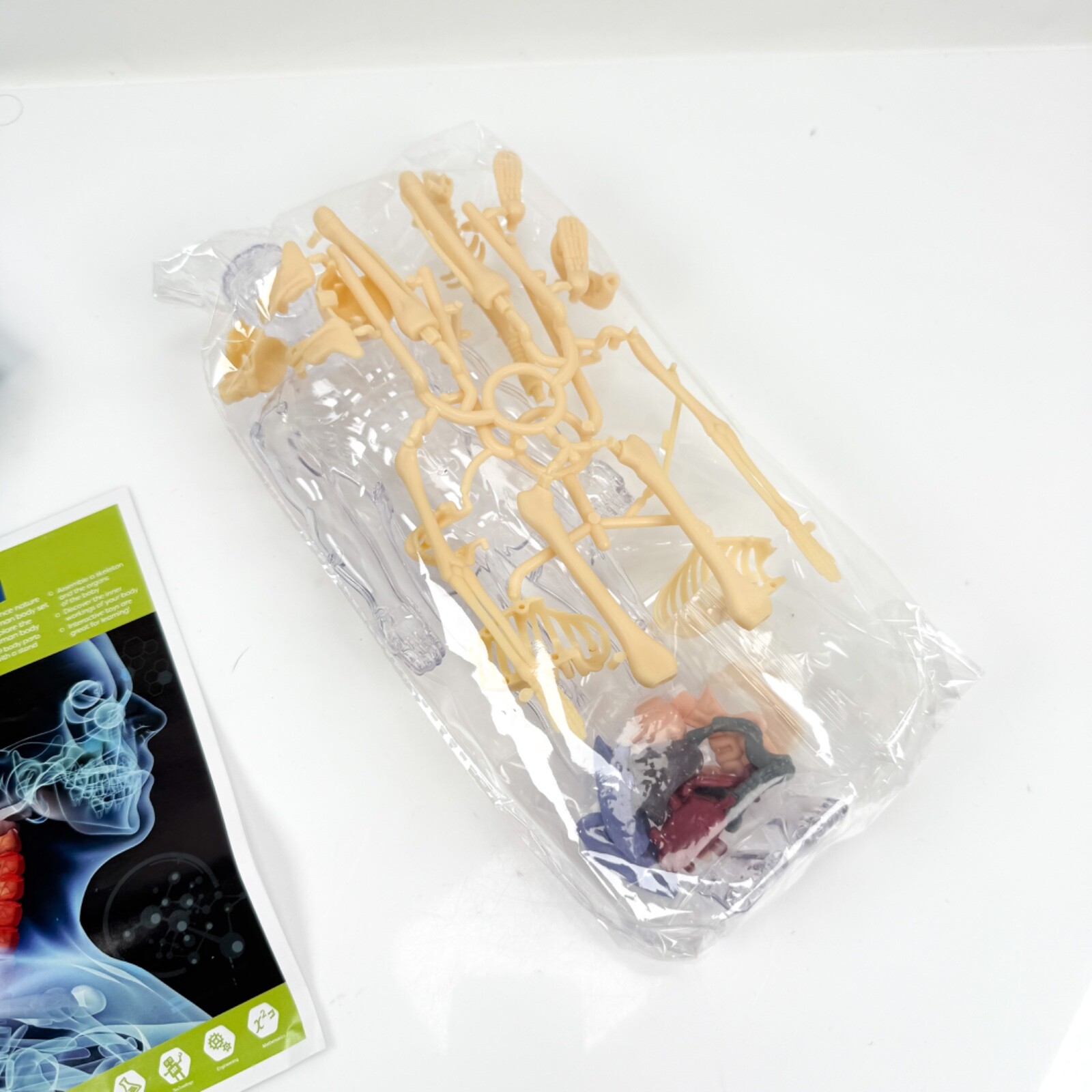 The Human Body 3D Anatomy Model For Children Torso Body Anatomy Transparent NEW