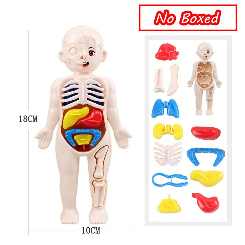 3D Human Body Torso Model Educational Assembly Learning DIY Toys Human Body Orga