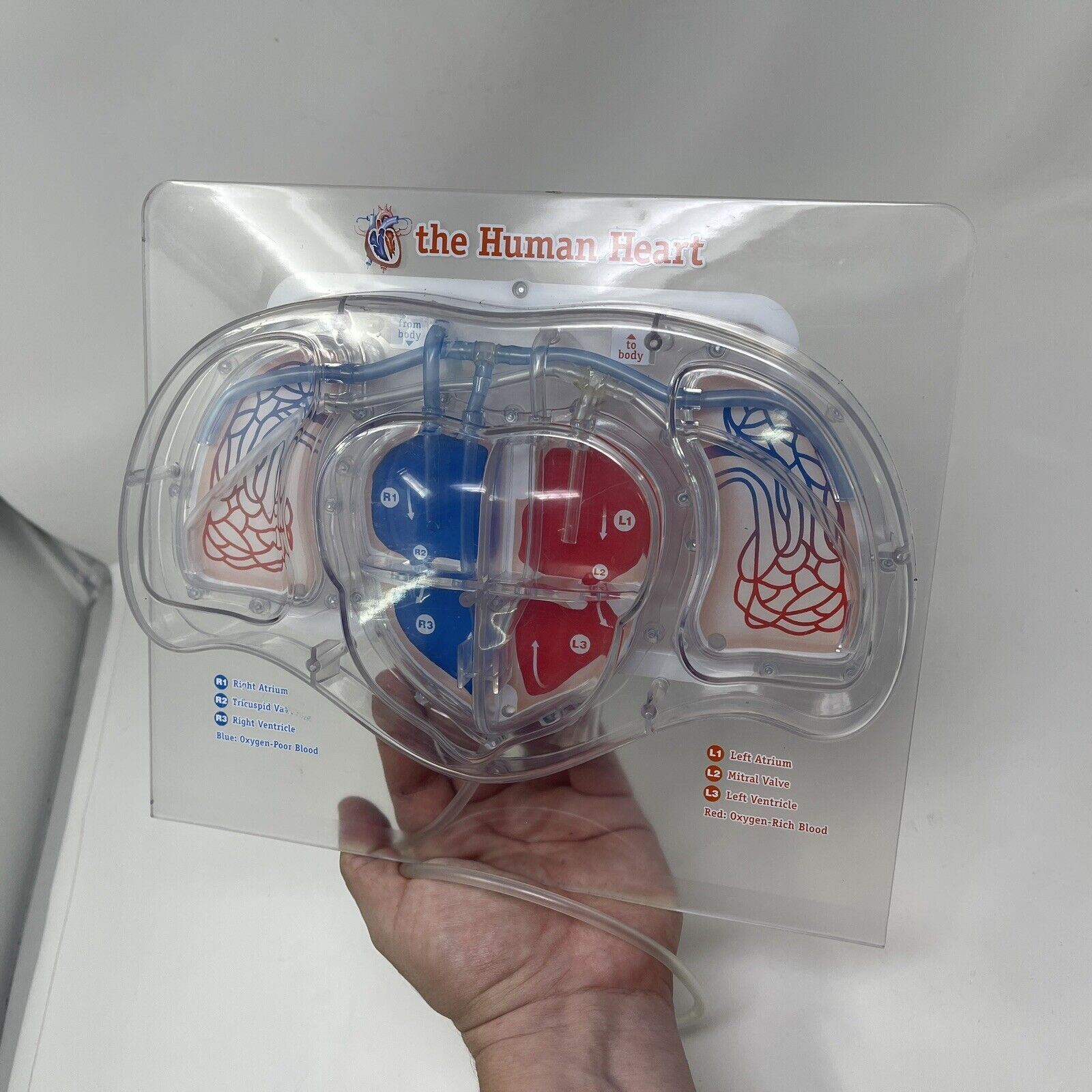 For Parts Learning Resources Teacher Education Biology Pumping Heart NO PUMP