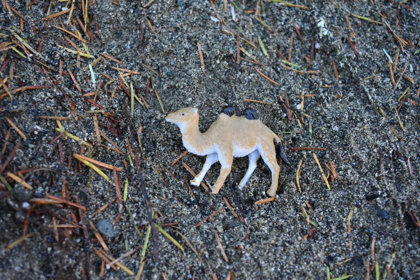 Camel, Bactrian, Plastic Animal, Realistic Toy Model 2.75″ F7048