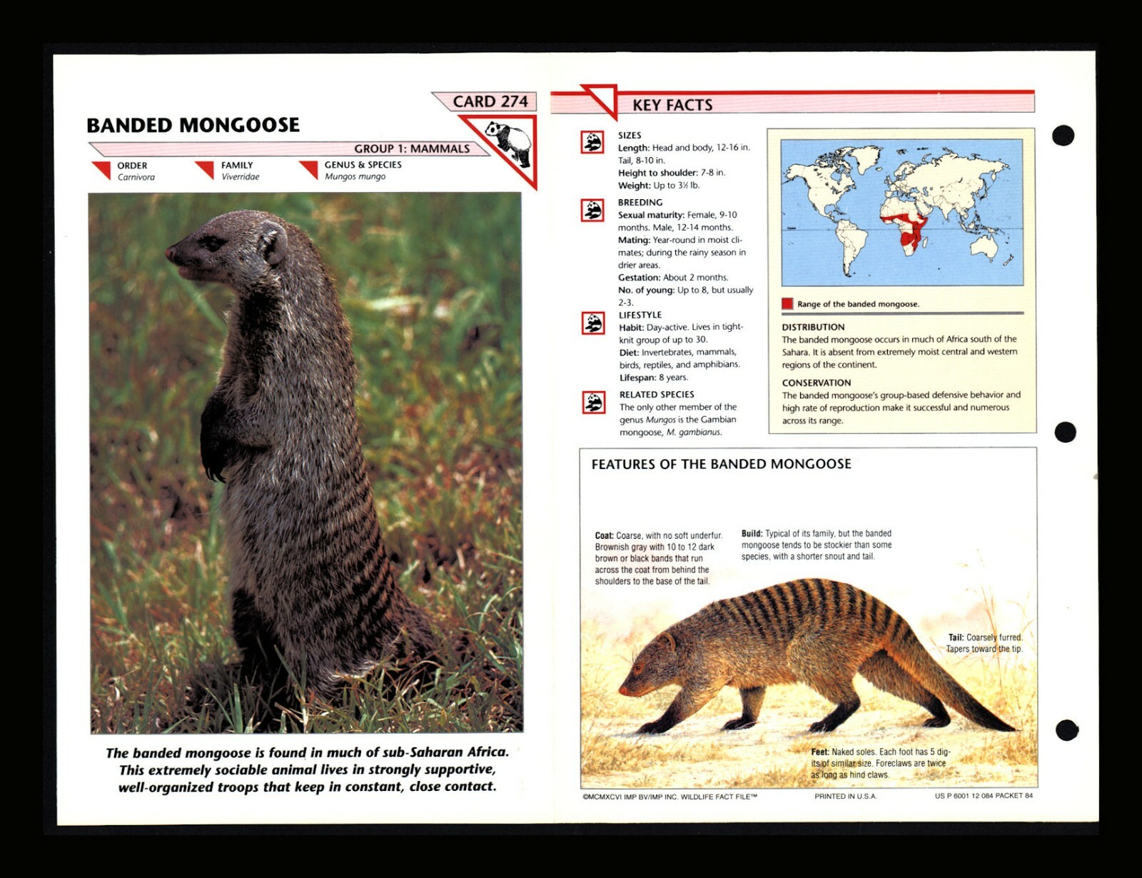 Banded Mongoose Wildlife Fact File Mammal Animal Card Home School Study 1.274