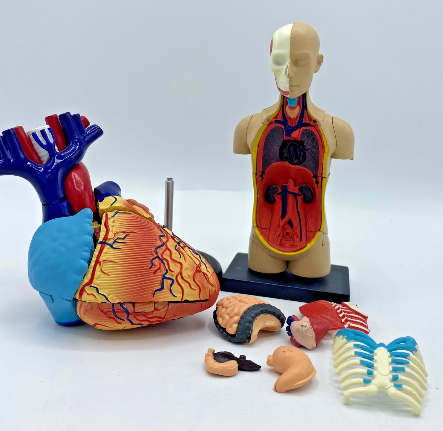 Edu-Toys 50cm Human Torso Anatomy Model Kit 4D Human Heart Anatomy Model