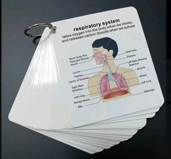 Human Body Systems Pocket Sized Flashcards Medical Nursing Students 20+ Cards
