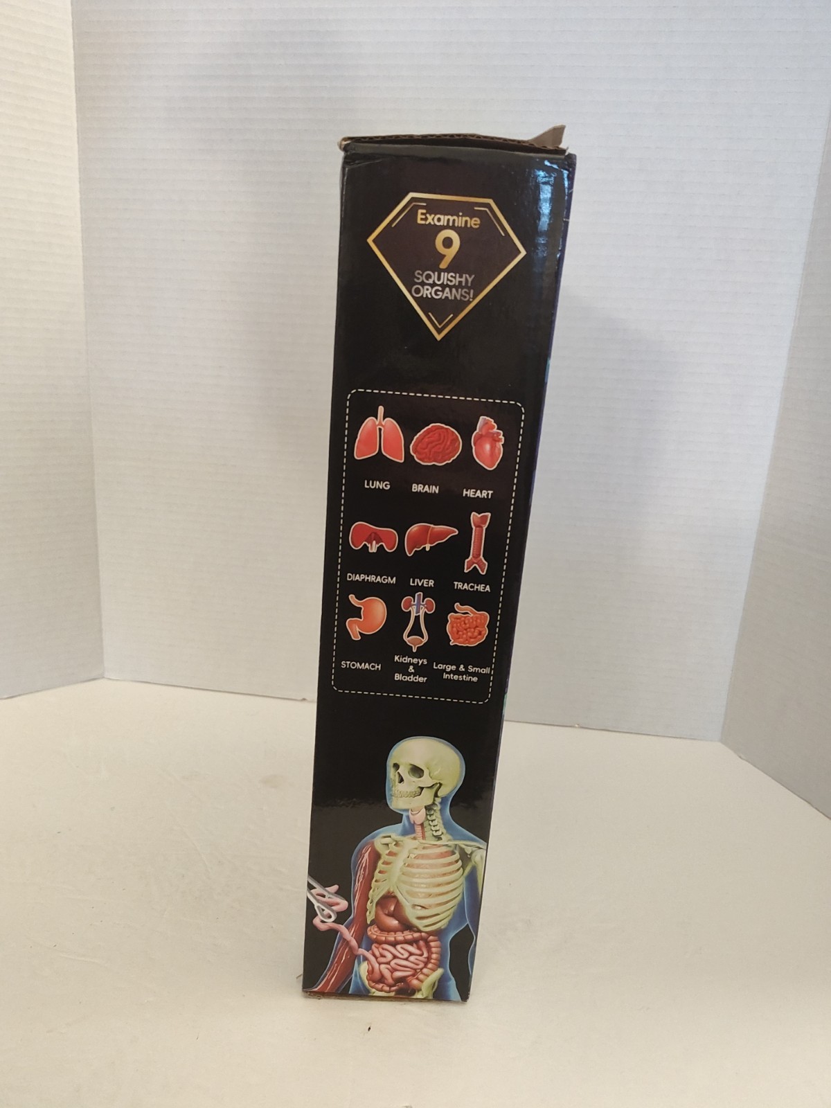 Human Body Model for Kids: Glow in The Dark Bones Interactive Science