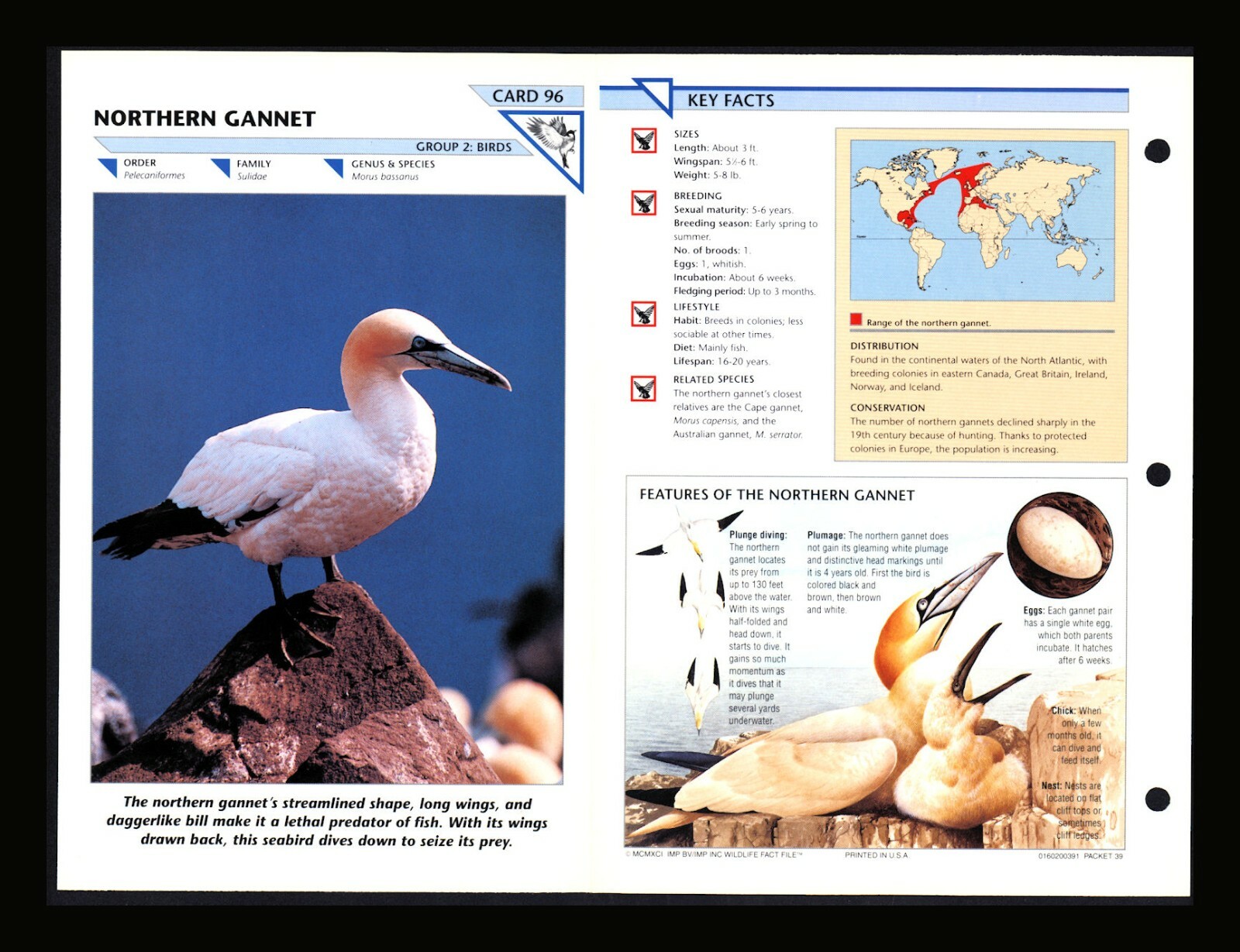 Northern Gannet Wild Life Fact File Bird Animal Card Home School Study 2.96