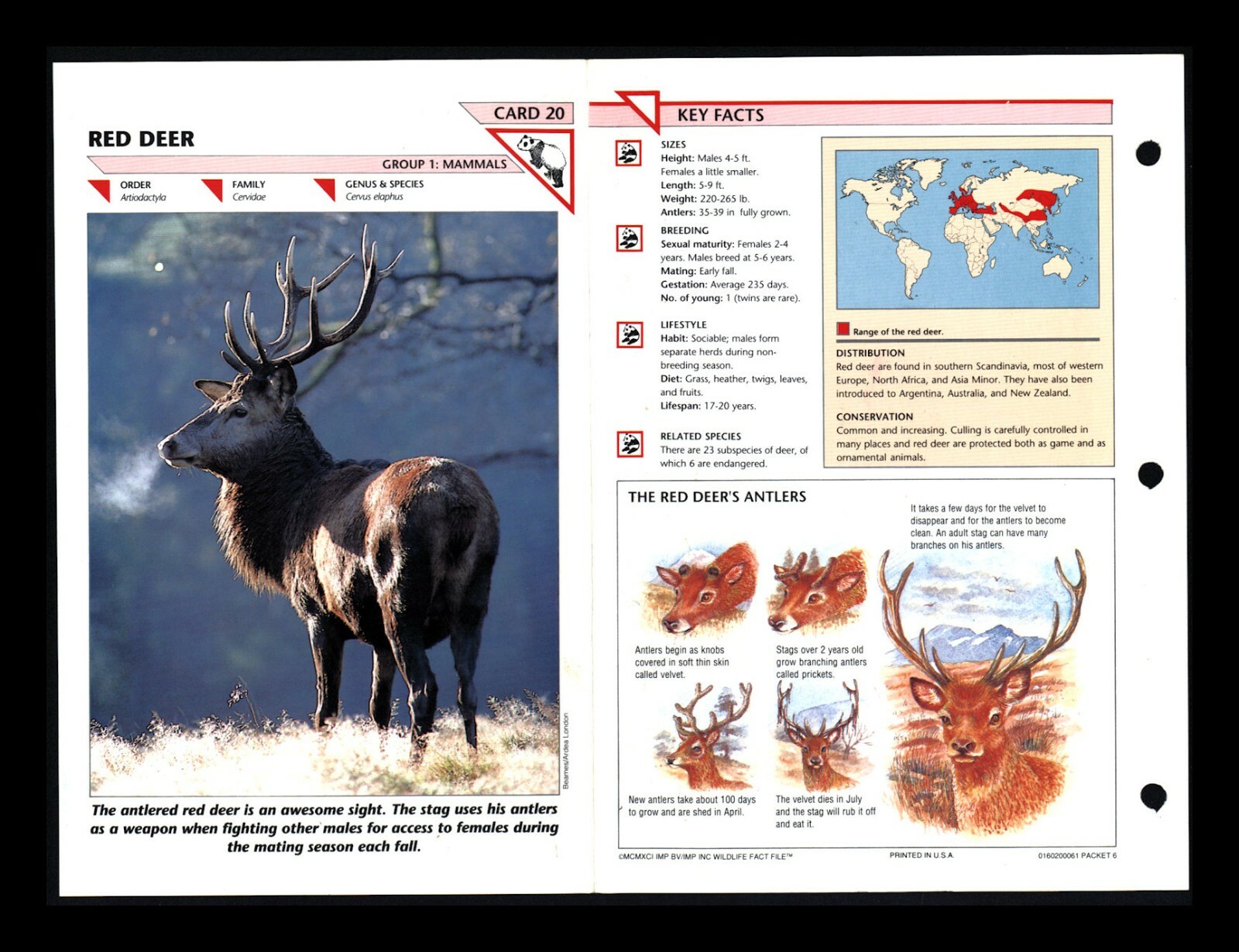 Red Deer Wildlife Fact File Mammals Animal Card Home School Study 1.20