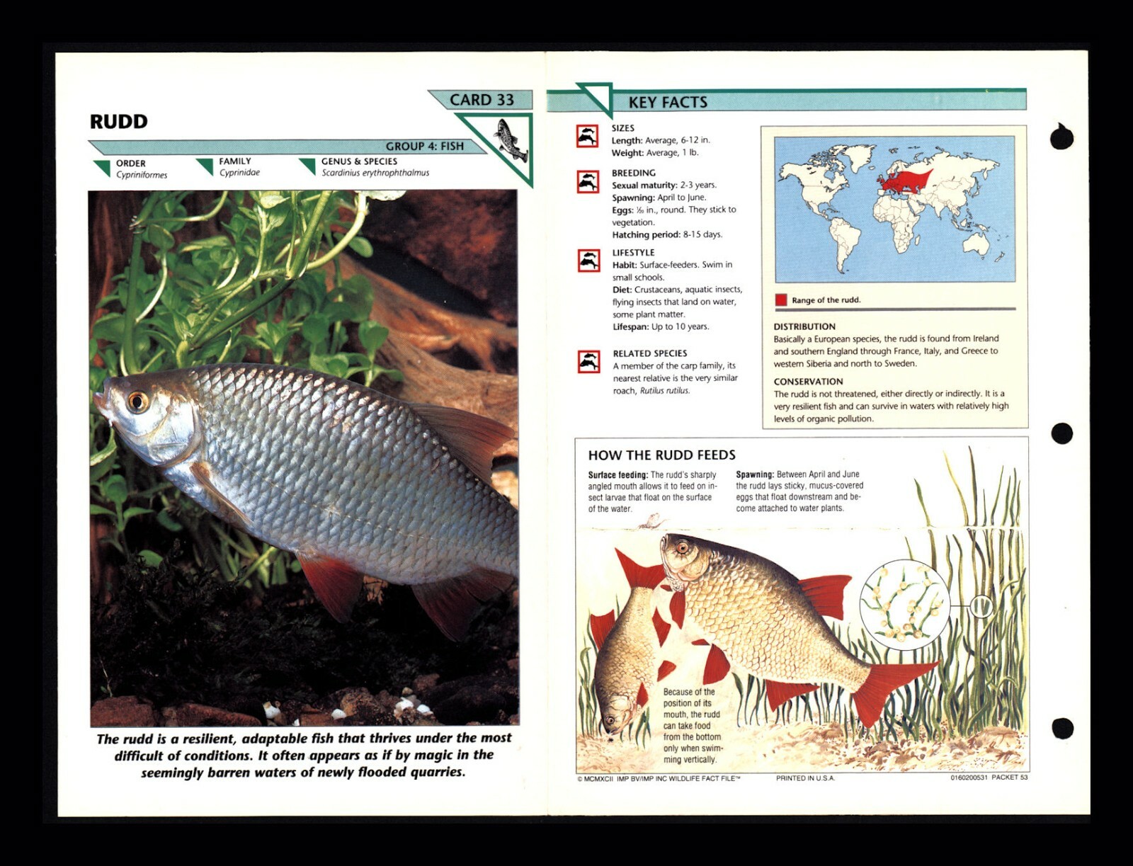Rudd Wildlife Fact File Fish Animal Card Home School Study 4.33