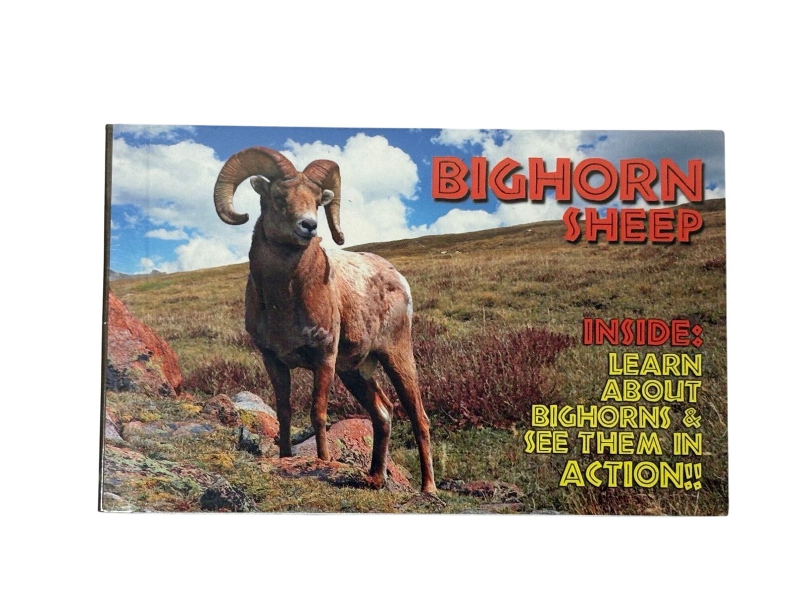 Bighorn Sheep Flipbook By Flipworkz – See Bighorns In Action, Learning Cards