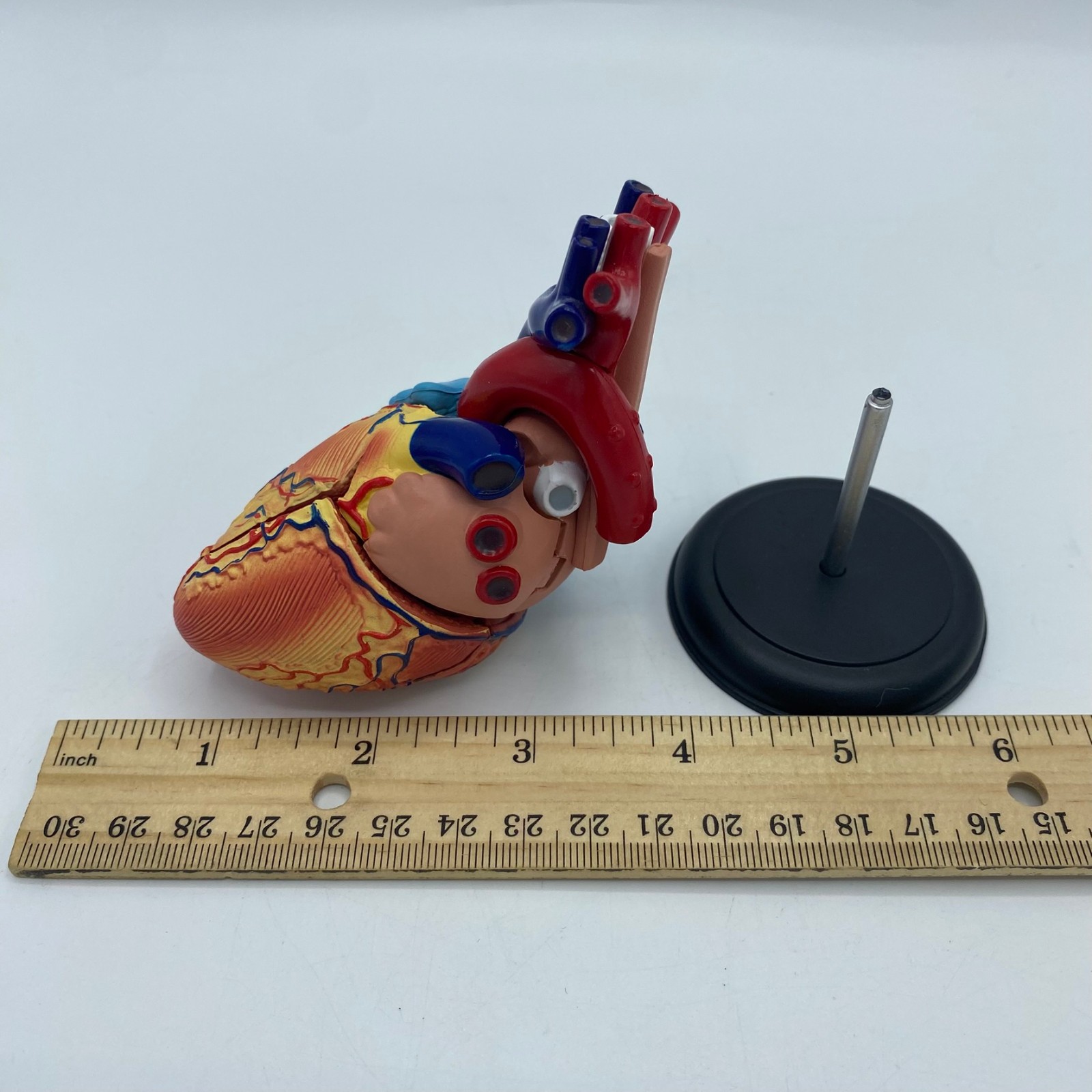 Edu-Toys 50cm Human Torso Anatomy Model Kit 4D Human Heart Anatomy Model