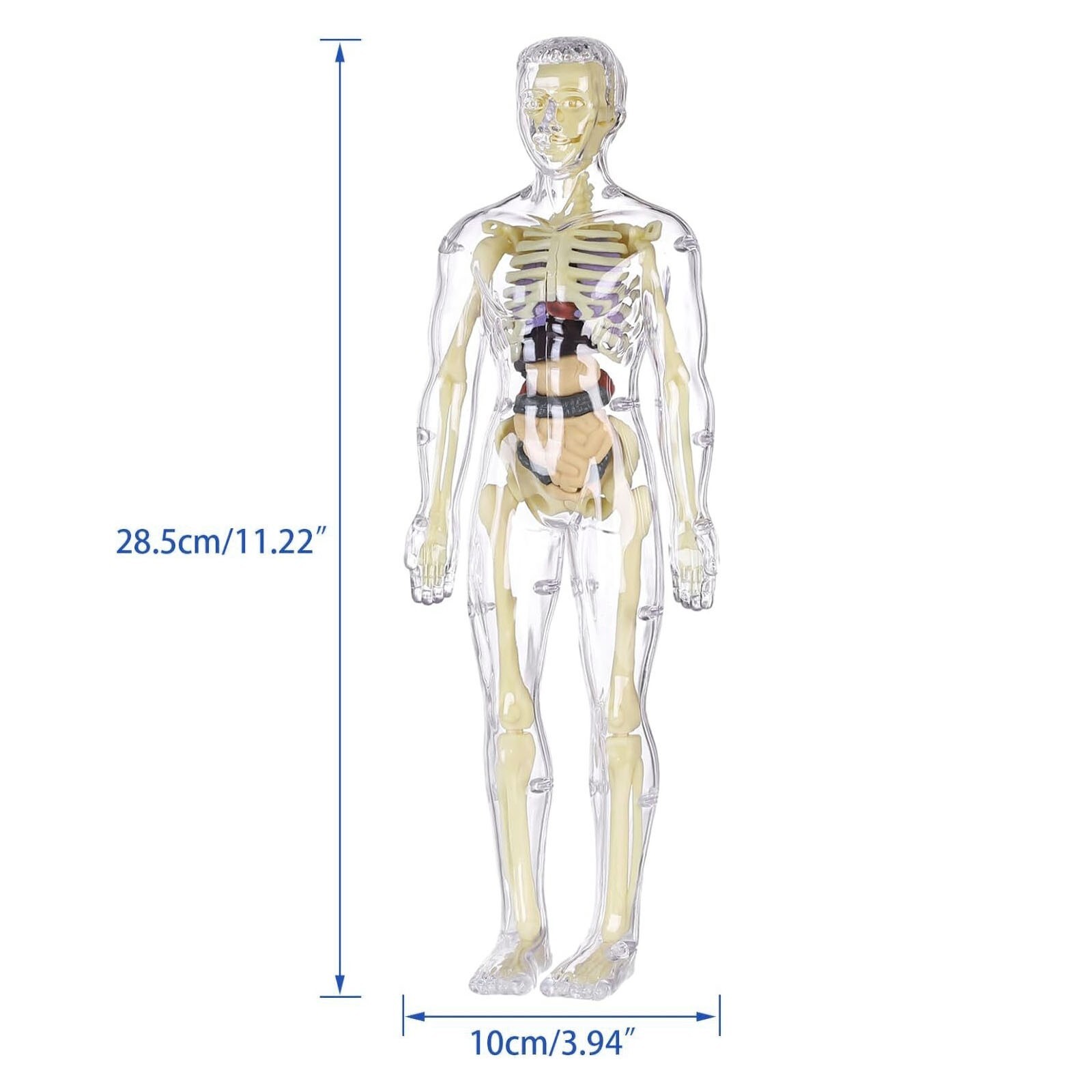 3D Human Body Anatomy Model Fully Transparent DIY for Kid Removable Skeleton Toy