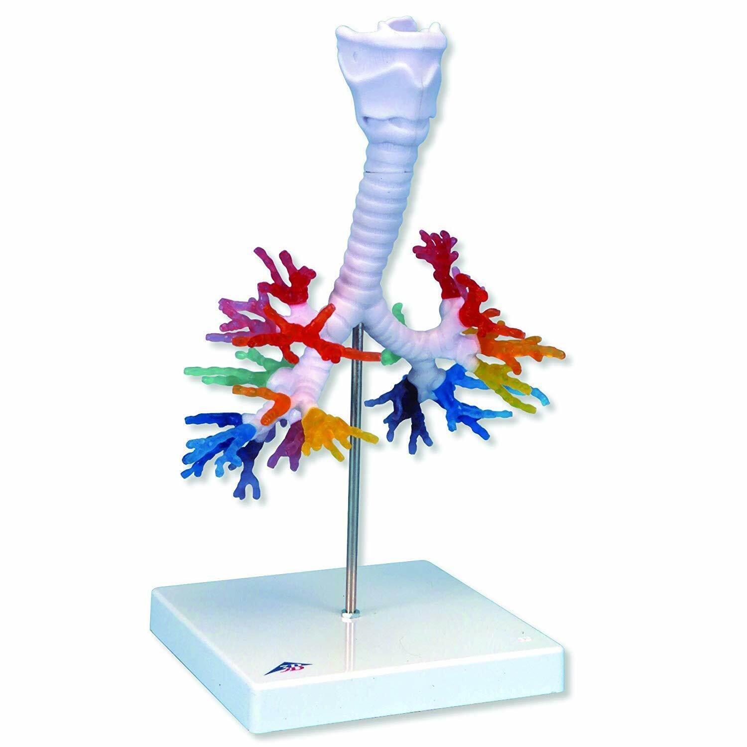 3B Scientific G23 CT Bronchial Tree Model with Larynx, 8.7″ Length x 7.1″ Width
