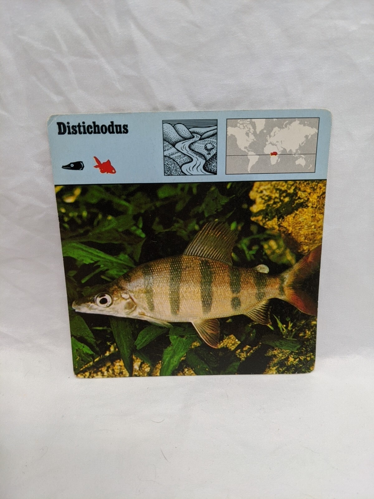Lot Of (10) 1975 Rencontre Bony Fishes 1 Education Cards