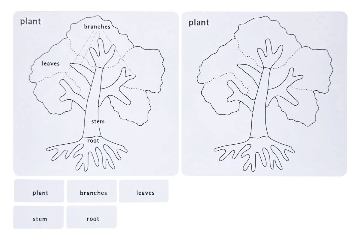 Botany Puzzle Activity Set – MONTESSORI BIOLOGY / BOTANY MATERIALS