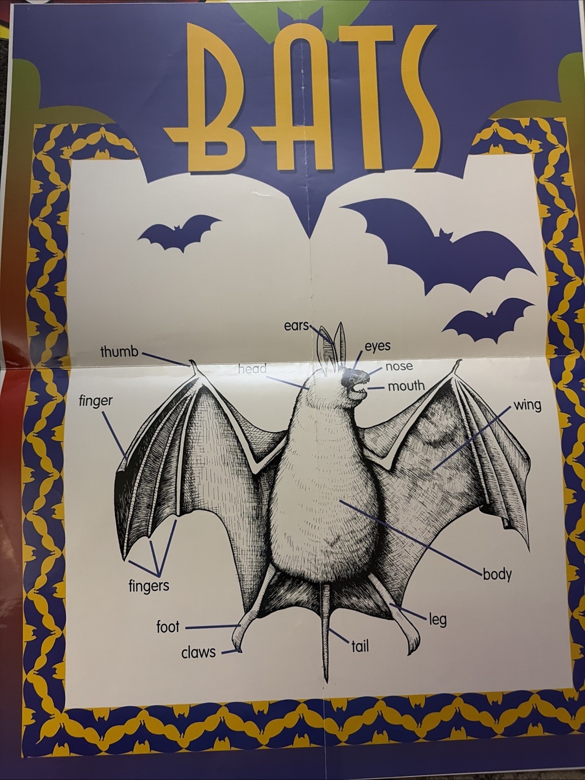 The World Of Bats Chart