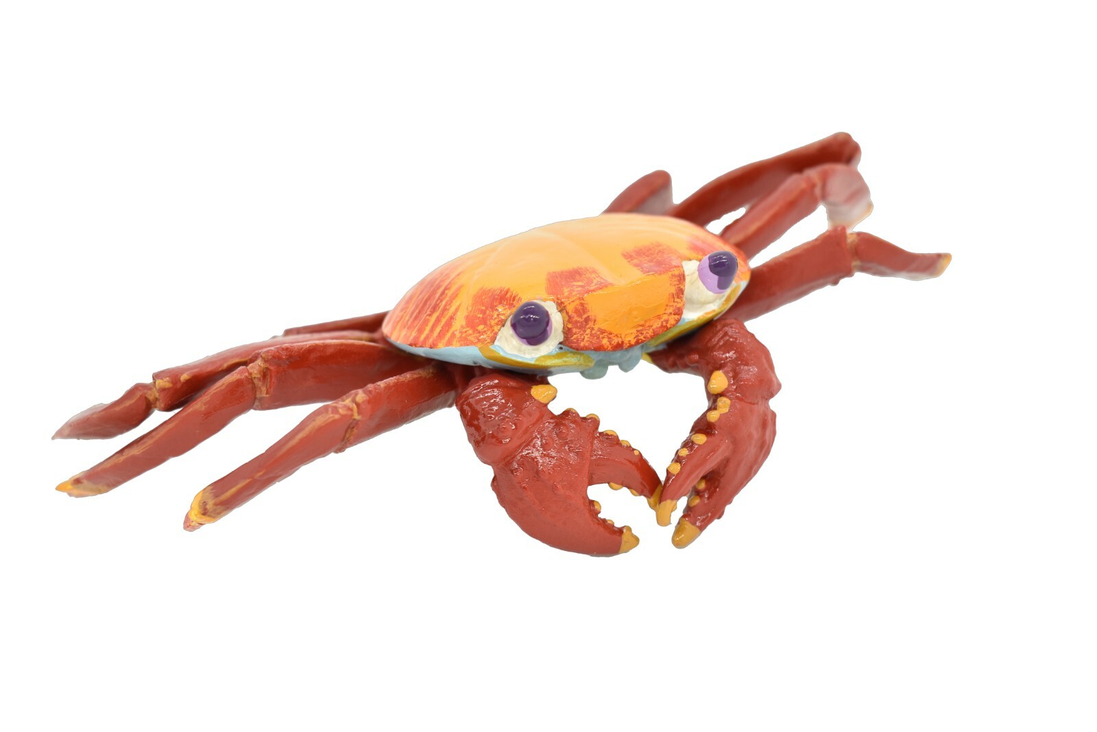 Crab Sally Lightfoot, Galapagos, Museum Quality Replica 7″ – F1769 B142