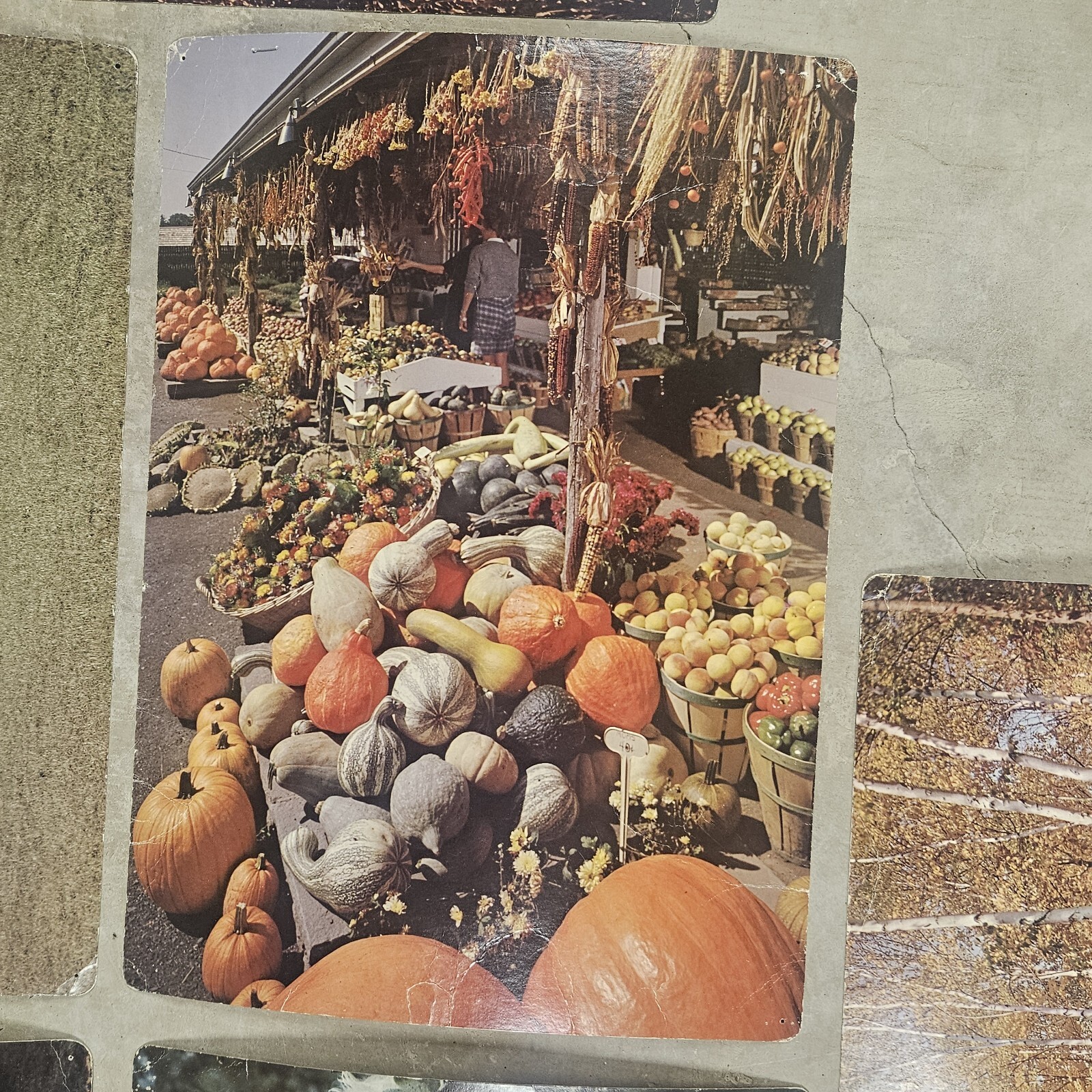 28 1960’s Educational Aids 18″x13″ Cards Erosion Fruit Farming Weather Butterfly