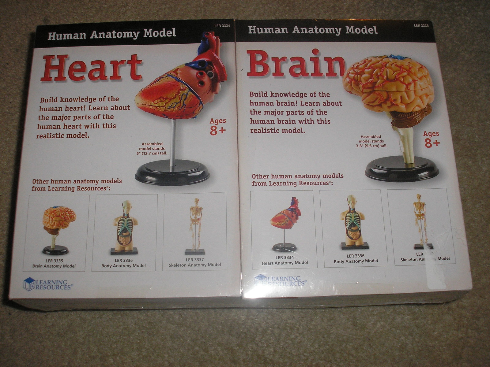 New Learning Resources Anatomy Models Bundle Set Body Skeleton Heart and Brain