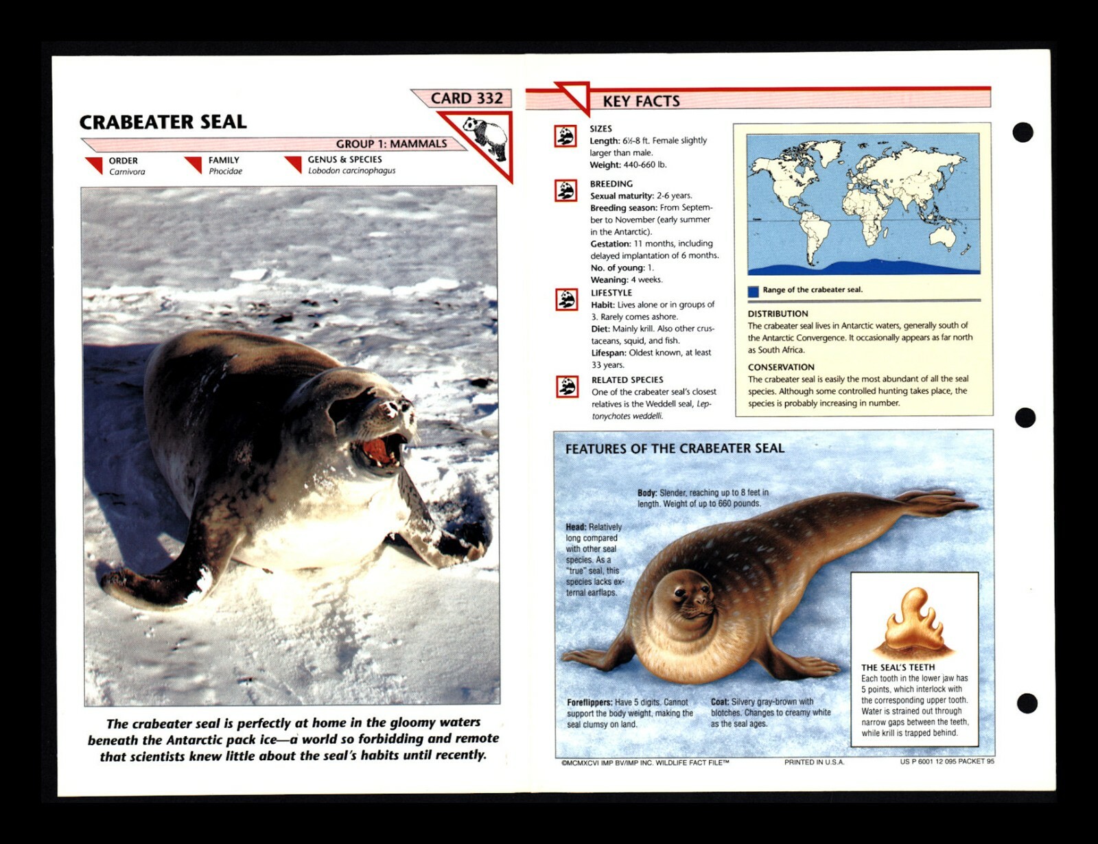 Crabeater Seal Wildlife Fact File Mammal Animal Card Home School Study 1.332