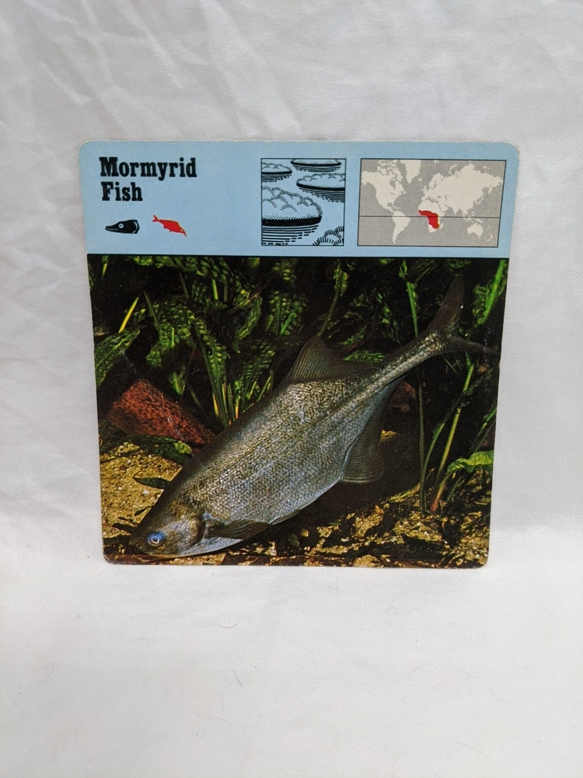 Lot Of (10) 1975 Rencontre Bony Fishes 1 Education Cards