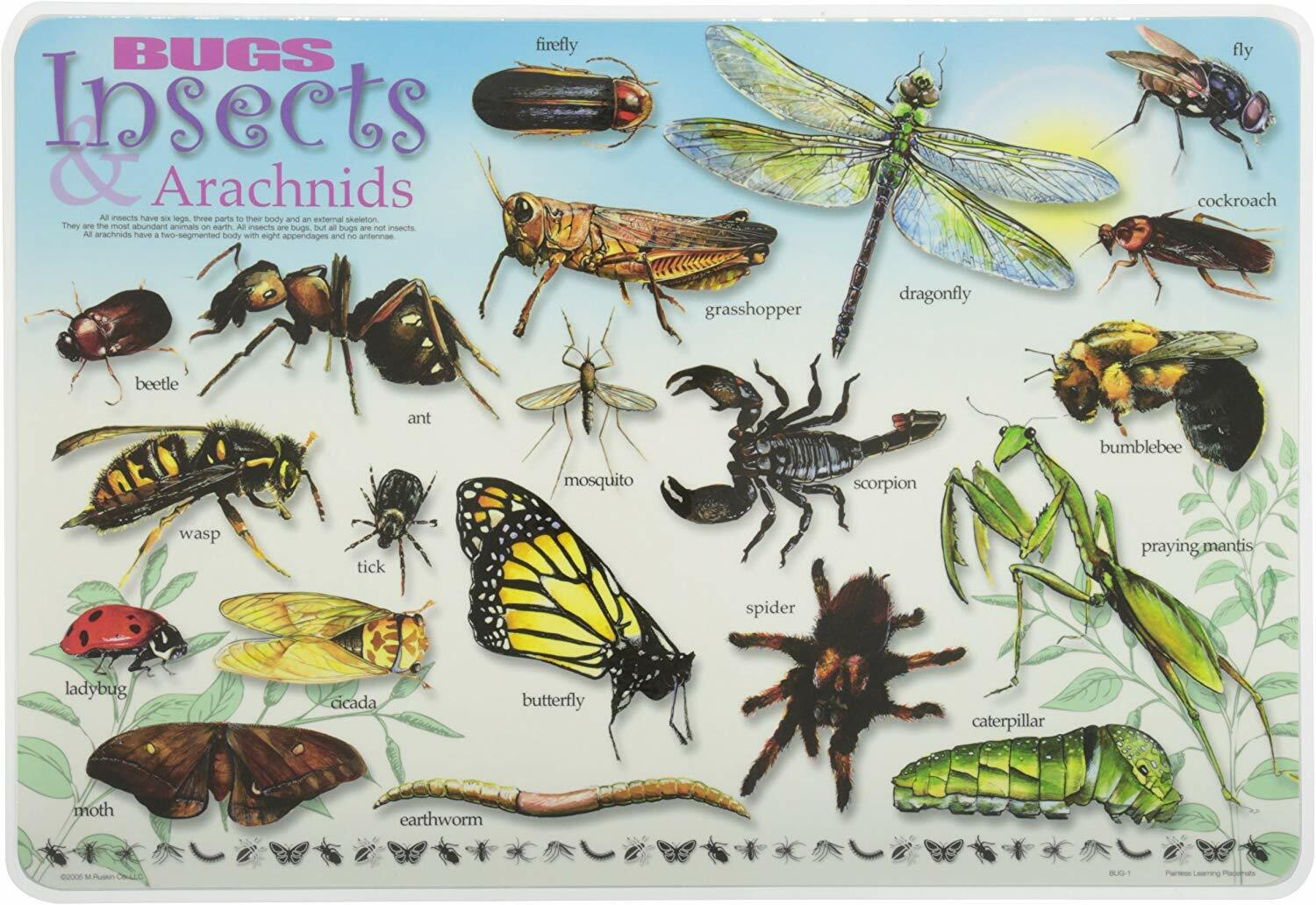 NEW Painless Learning Bugs, Insects and Arachnids Two Sided Educational Placemat
