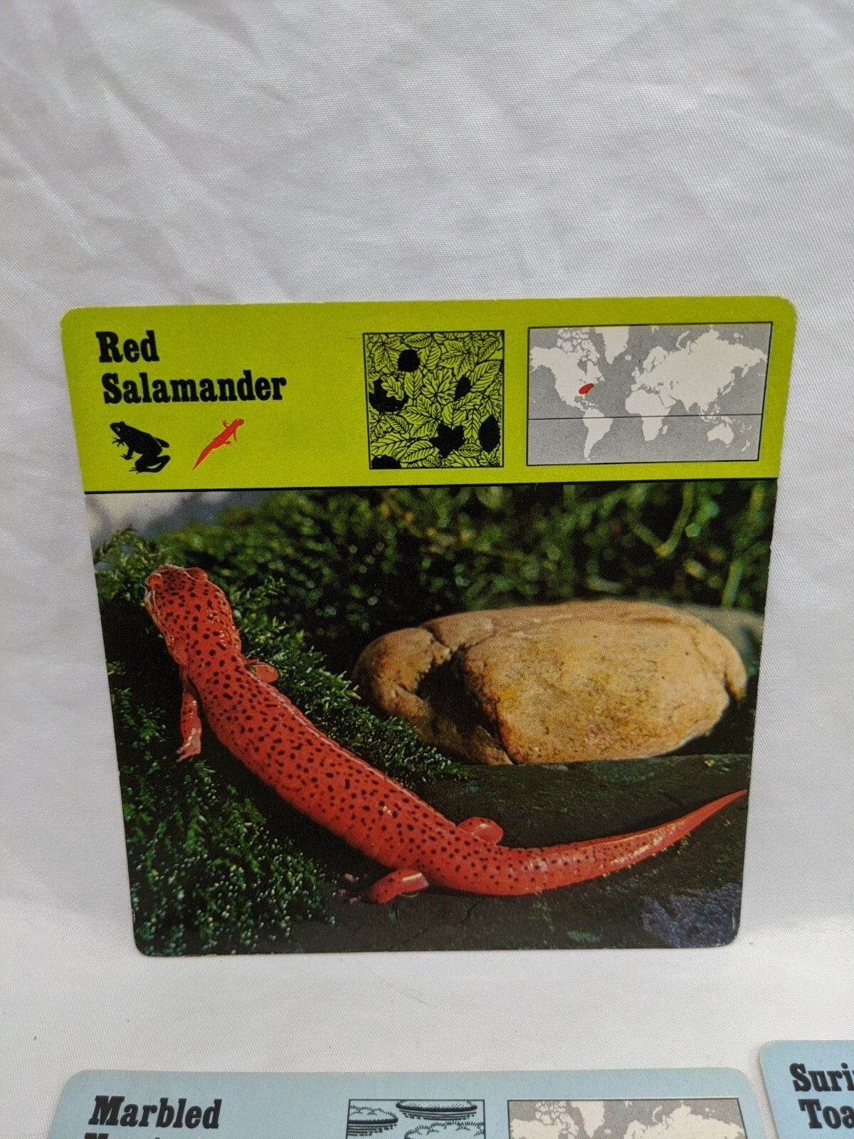 Lot Of (10) 1975 Rencontre Amphibians Education Cards